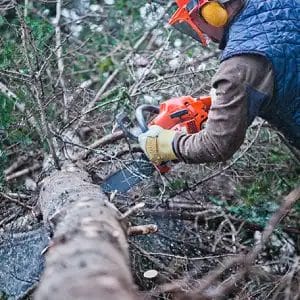 green leaf zone tree removal