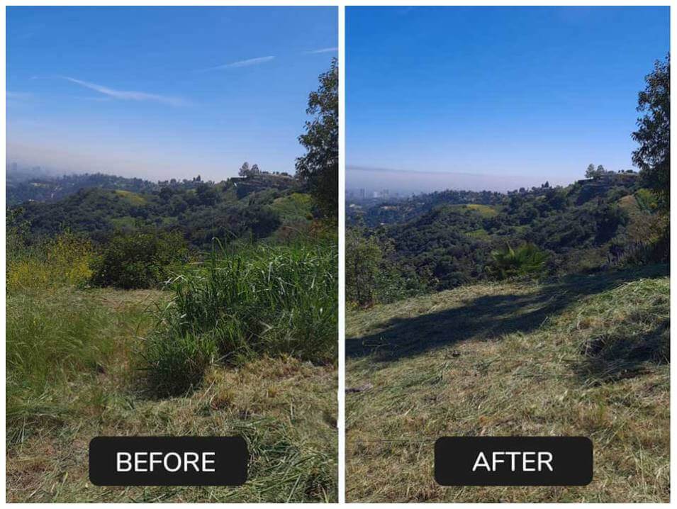 brush clearing before after green